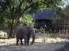 Pafuri Camp - Elephants 